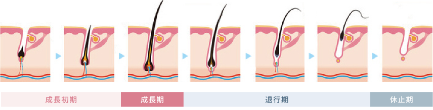 毛周期の図