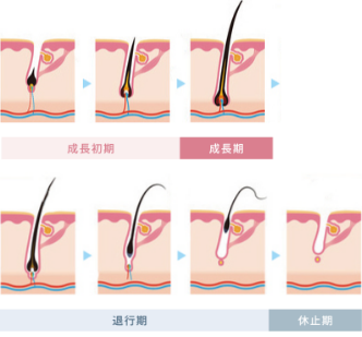 毛周期の図